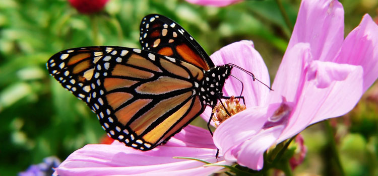 Monarch butterfly pollinating