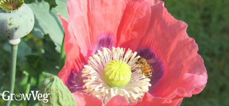A bee on a poppy flower