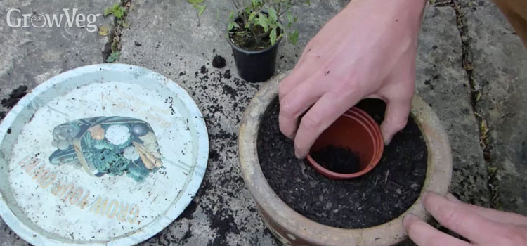Using an old plastic pot as a planting guide