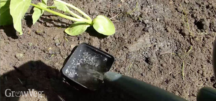 Watering squash roots using an old plastic plant pot