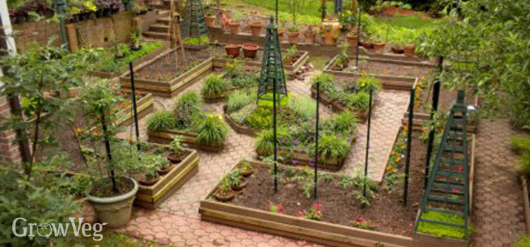 A potager garden with flowers and vegetables combined