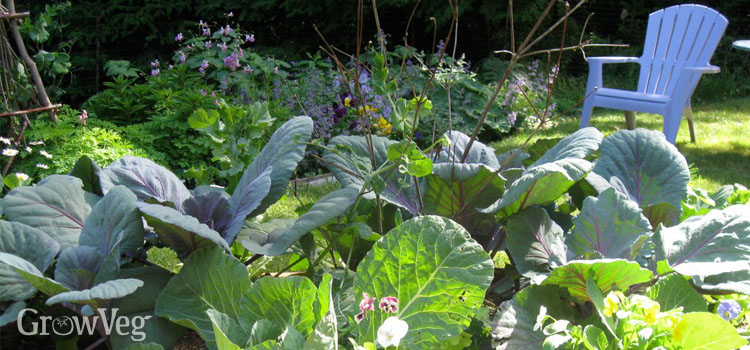 Cabbages and flowers