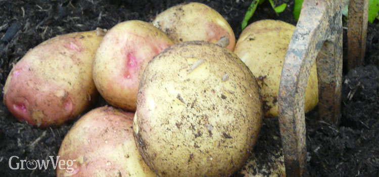 Harvesting early potatoes in a container