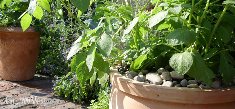 https://gardenplannerwebsites.azureedge.net/blog/potato-in-terracotta-pot-2x.jpg