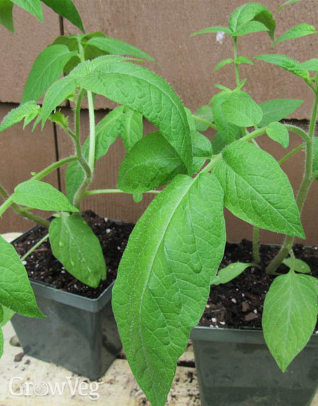 Potato leaf tomato seedling