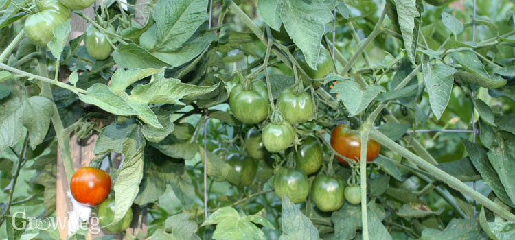 Potato leaf tomato Stupice