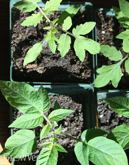 Potato leaf vs tomato leaf tomato seedlings
