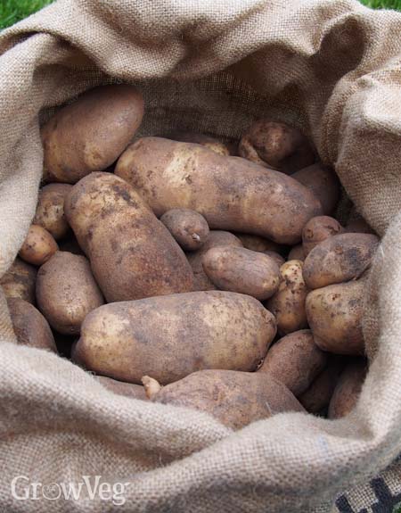 Storing potatoes