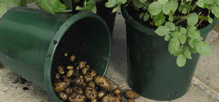 Potatoes growing in buckets on a patio