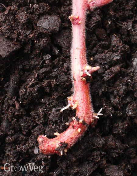 Potato roots