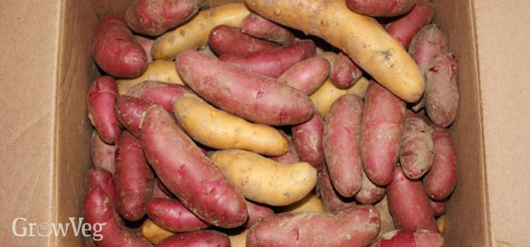 Storing homegrown potatoes