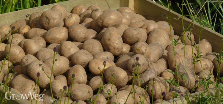 Healthy potatoes