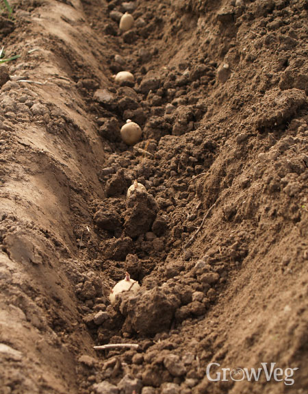 Planting potatoes in a trench
