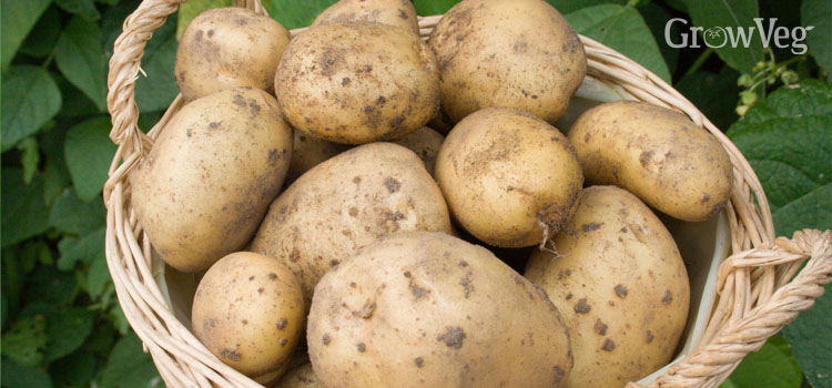 Potatoes in a wicker basket