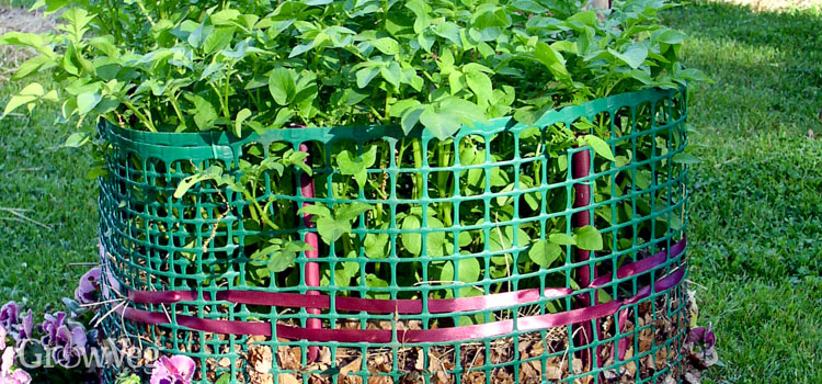 Potatoes growing in an open-sided container