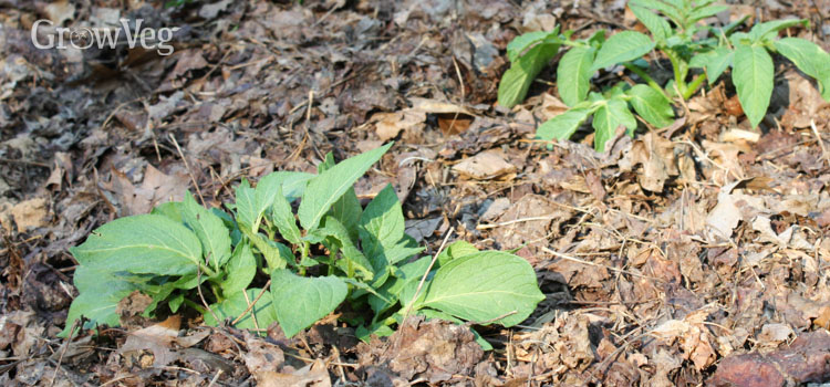 Potatoes mulched with leaves