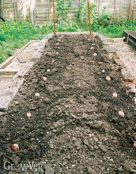 Planting no-dig potatoes