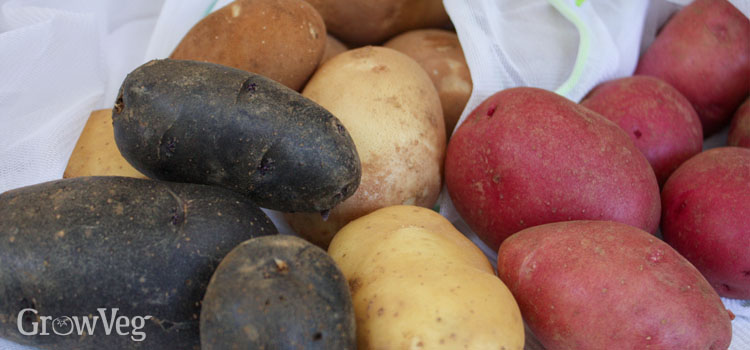 Homegrown potatoes for storing