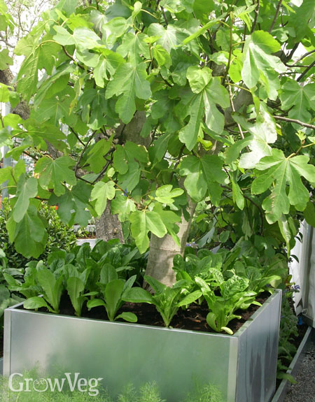 what to plant under a fig tree 