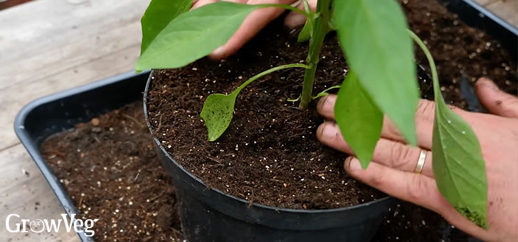 Homemade all-purpose potting mix