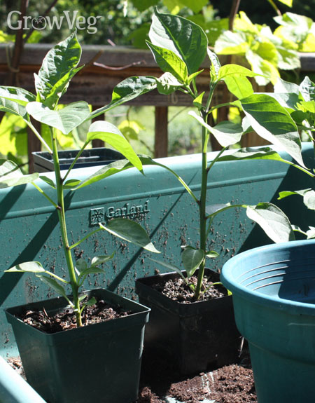 Potting peppers on into a larger container