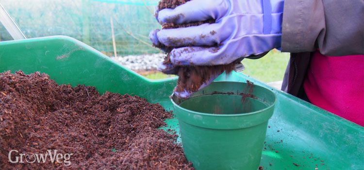 Potting up with homemade potting mix