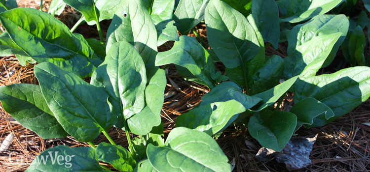 Summer-sown spinach for a fall garden