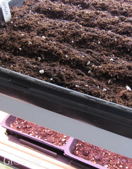 Seed flats under grow lights