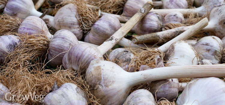 Curing garlic