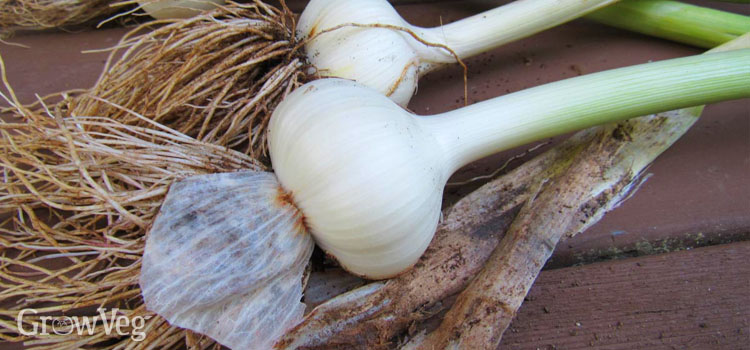 Curing garlic