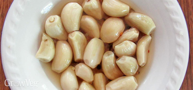 Pickled garlic