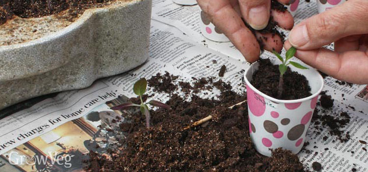Pricking out seedlings into paper cups