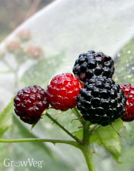 Black raspberries are protected from bird feeding by a light tulle covering.