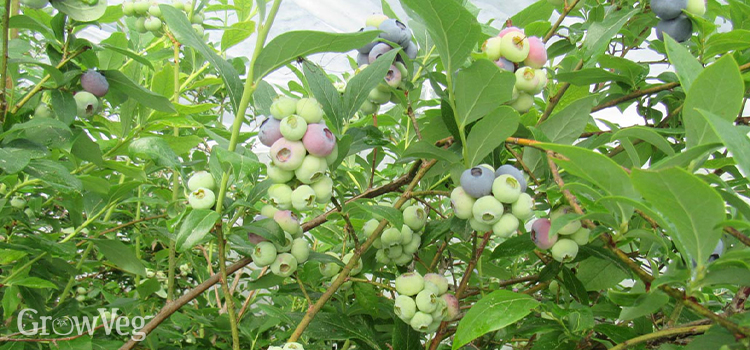 Blueberries can be left to fully ripen when they have secure protection from birds.