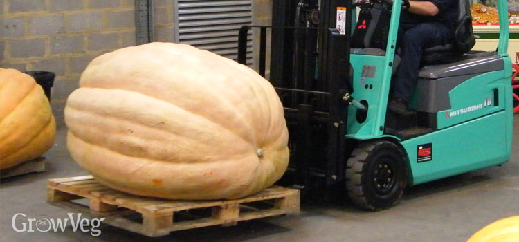 Giant pumpkin at a competition