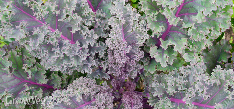 Beautiful purple kale