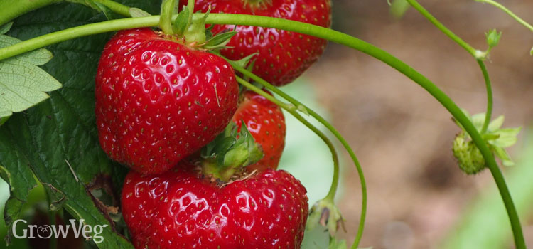 “Strawberries”
