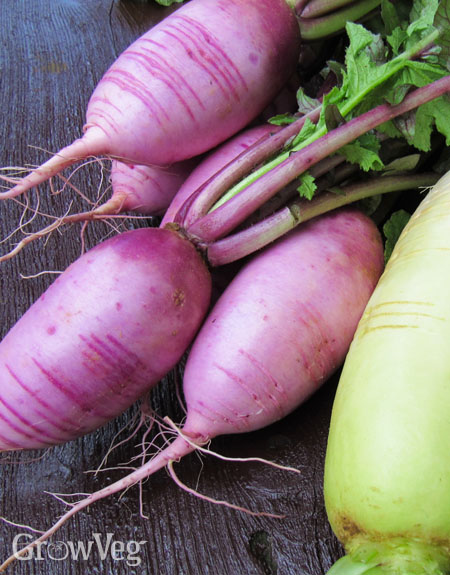 Asian radishes