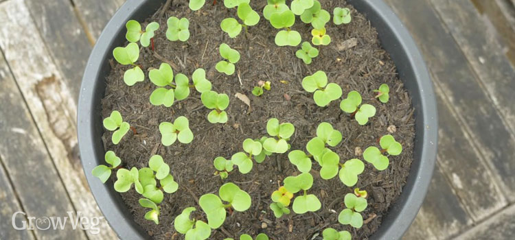 Radish seedlings in container