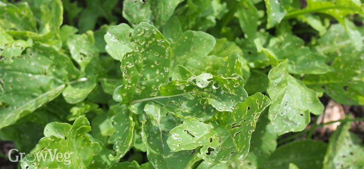 Flea beetles