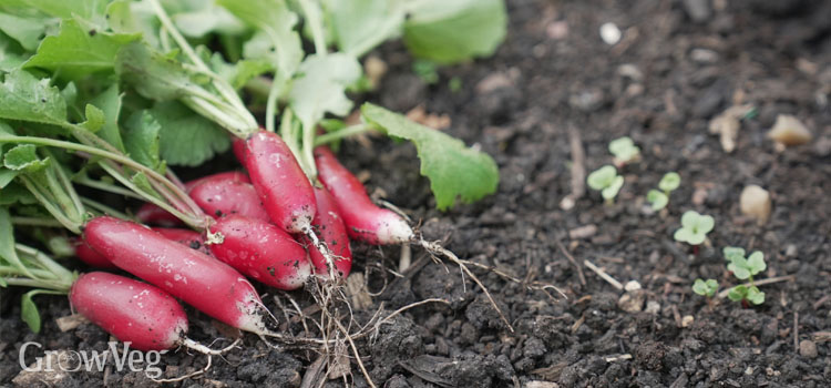 Harvested radishes