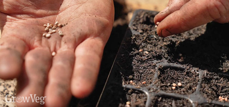 Sowing radishes in a plug tray