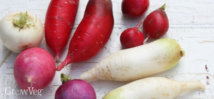 Different types of radishes