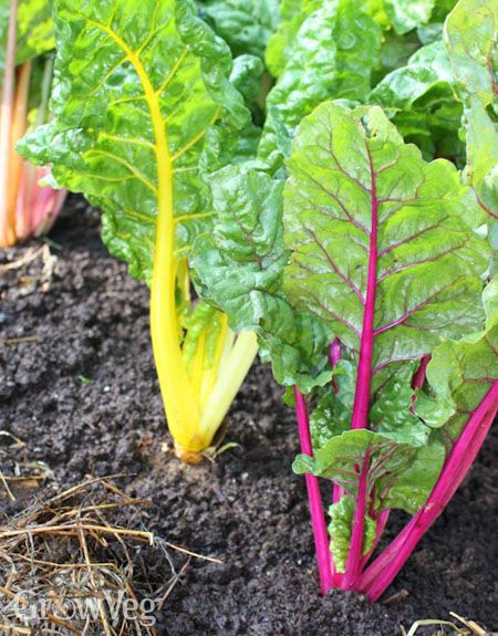 Rainbow chard from a mixed packet always grows easily