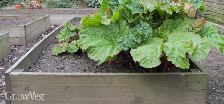 Rhubarb in raised bed