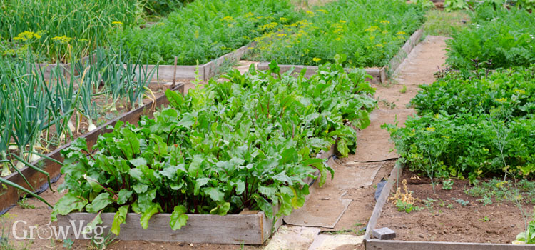 Build Raised Beds For Your Vegetable Garden, Raised Garden Bed Minimum Width