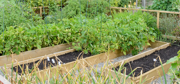 Raised Beds Essential Or Too Expensive, How To Plant Vegetables In Raised Garden Beds