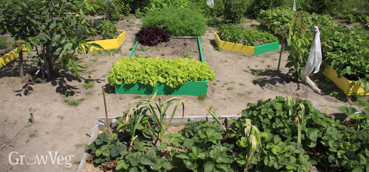 Raised beds can be used where dry, compacted soil is an issue