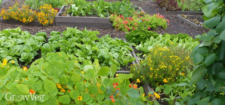 Raised beds with mixed flowers and vegetables
