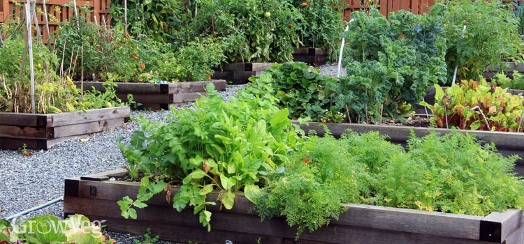 Raised beds being used on a slope